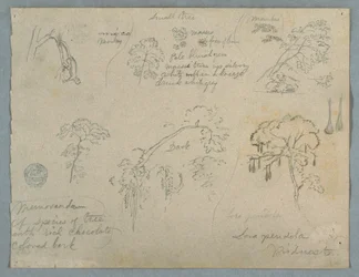 素描、ぶら下がる猿を伴う5つの植物学、おそらくコロンビア、1853年