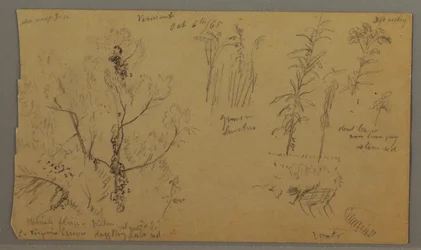 デッサン、フローラ・スタディーズ、1865年10月6日