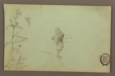 図面、ナイアガラのアメリカ滝とカナダ滝の間にある花と岩、1858年頃か