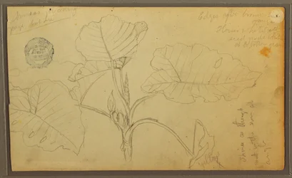 ドローイング、葉、1857年