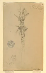 デッサン、ヤシの木の葉と茎、アスピンウォール、パナマ、1857年5月15日