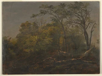 デッサン、メインの森、1845-55年