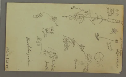 デッサン、山の習作、おそらく1868年