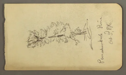 素描、松の木、1878年