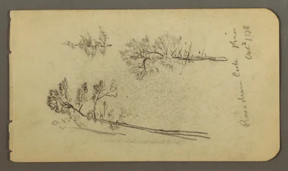 素描、松の習作、1878年