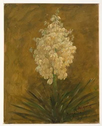 ドローイング、開花した植物、1865年8月