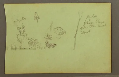 デッサン、植物学、1856年頃