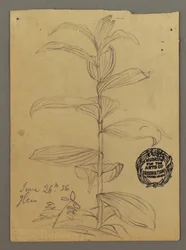 デッサン、植物の研究、1856年6月26日