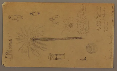 素描、西インド諸島ジャマイカからのスケッチ、1865年6月