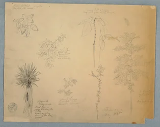 デッサン、木とスペイン銃剣、他5点の植物画、ジャマイカ、1865年5月
