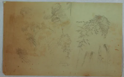 デッサン、樹上と竹の研究、ジャマイカ、1865年8月