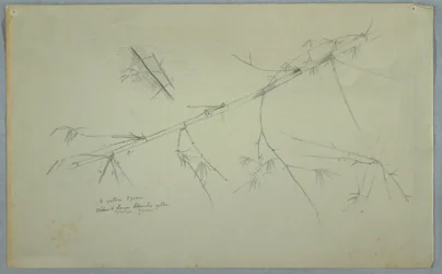 素描、竹の研究、ジャマイカ、1865年5月-8月