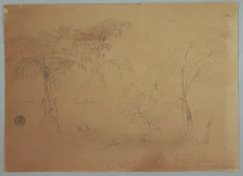 デッサン、2本の木と3本の植物の習作、エクアドル、ジョルジェ近郊、1857年7月23日