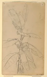 デッサン、ロングリーフ・プラの習作、1857年5月と6月