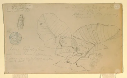 デッサン, 人間の習作; 習作, おそらく1857年6月