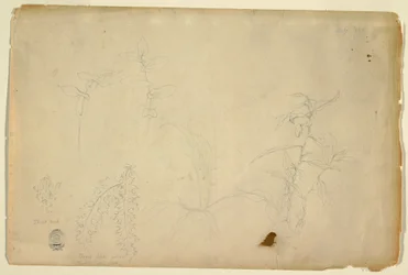 素描『茨とアザミ』1844年7月