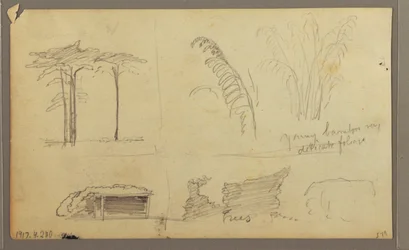 デッサン、エクアドル、グアヤキルの対岸、グアヤス川東岸の眺め、1857年5月