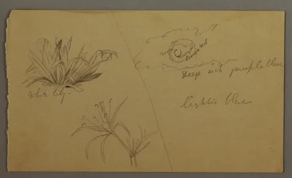 デッサン、白百合、月、おそらく1865-66年