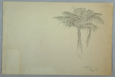 シダの木の研究、ジャマイカ