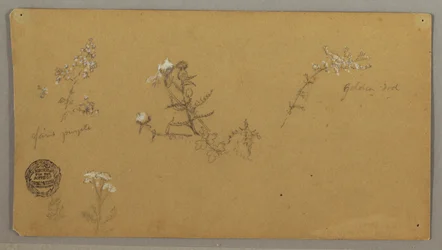 顕花植物