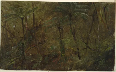 森の中、ジャマイカ