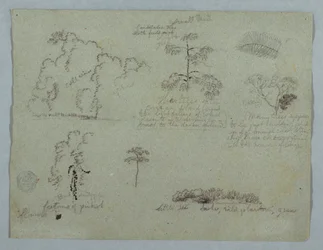 ナマケモノと燭台の木を含む自然研究、リオ マグダレナ、コロンビア