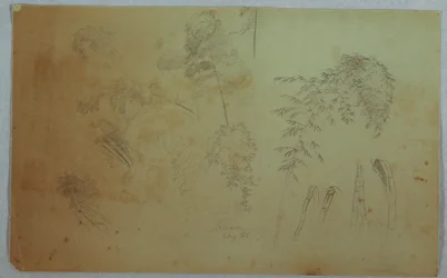 木のてっぺんと竹の研究、ジャマイカ