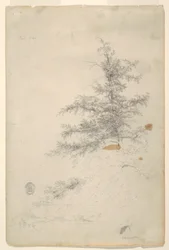 木、小川