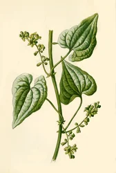Black Bryony、1877。