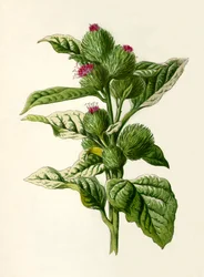 ごぼう、1877。