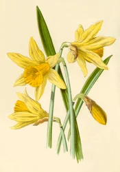 水仙、1877。