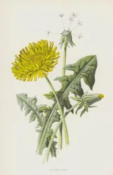 タンポポ（クロモリト）