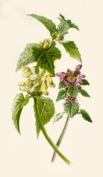 Dead-Nettle-Red＆White、1877。