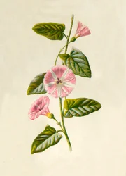 フィールドコンボルブルス、1877年。