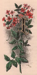 Letter I, drop cap letter, 水彩画エングレーヴィング、10x5cm、Frederick Edward Hulme (1841-1909) による、『The familiar Garden Flower』より、1880年頃。
