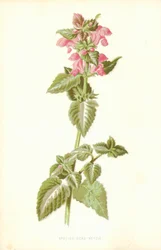 斑点死んだイラクサ