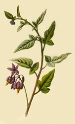 木本性ナス科植物、1877年