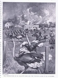 スマートファームの破壊とダチョウのゆるみ、プレトリア後：ゲリラ戦争（ハームズワースブロスリミテッド発行、1901年）