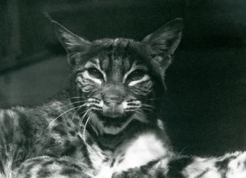 唇をなめる赤ちゃんLynxBobcat、ロンドン動物園、1925年6月