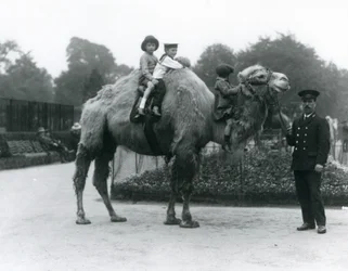 1924年6月、ロンドン動物園でキーパーのハリーワーウィックとバクトリアラクダに乗る