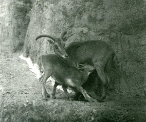 1927年8月、ロンドン動物園のMappin Terracesで子羊に餌をやるバーバリ羊AoudadWaddanAruiArruis