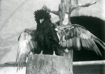 1925年のロンドン動物園で、木の切り株の上に立って翼を広げているバテレウイーグル