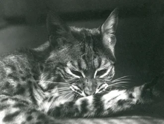 ベイLynxBobcatグルーミング