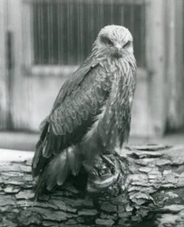丸太の上で休むトビ、ロンドン動物園、1926年8月