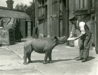 飼育員から哺乳瓶で餌を与えられるクロサイの子、ロンドン動物園、1928年9月