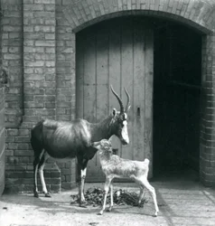 1914年6月、ロンドン動物園に母親といるブレズボックの子牛