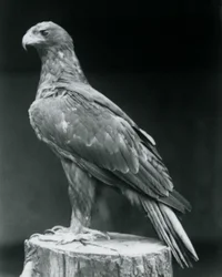 1926年6月にロンドン動物園で木の切り株に立っているブートドイーグル