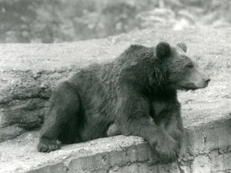 1924年にロンドン動物園の棚で休んでいるヒグマ