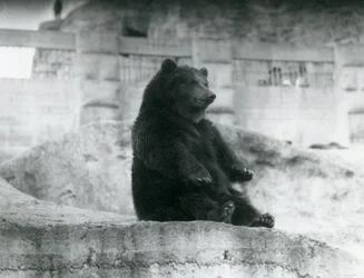 1921年9月、ロンドン動物園のMappin Terracesのふもとの囲いに座っているヒグマ