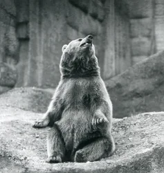 1927年9月にロンドン動物園の岩だらけの棚に座っているヒグマ